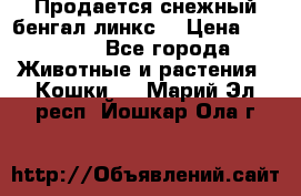 Продается снежный бенгал(линкс) › Цена ­ 25 000 - Все города Животные и растения » Кошки   . Марий Эл респ.,Йошкар-Ола г.